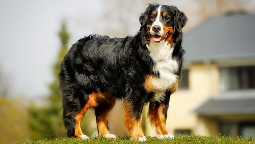 Bernese mountain hot sale dog hypoallergenic